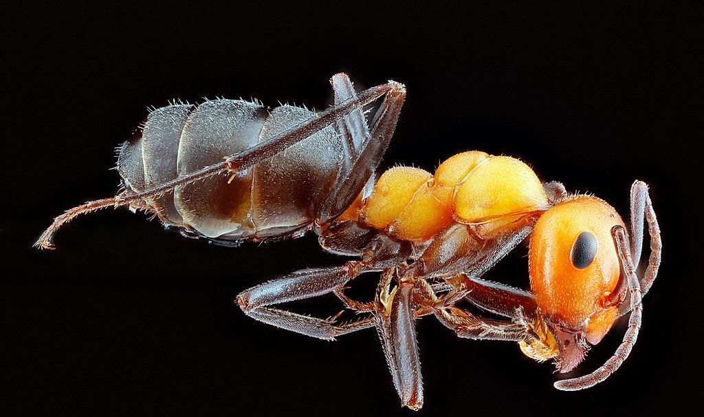 Ant Control service in Grand Island, NE