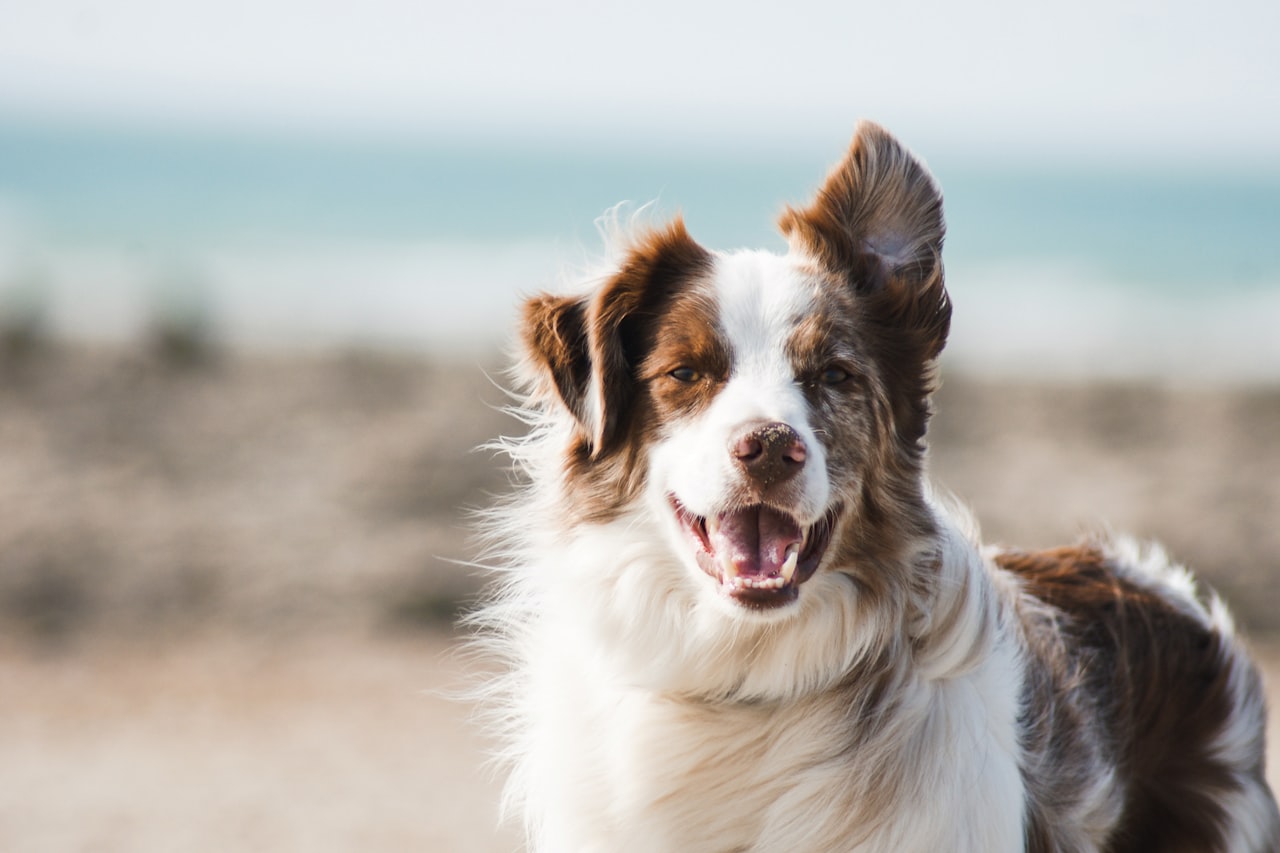 Flea & Tick Control service in Grand Island, NE