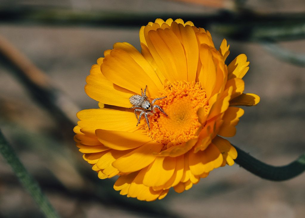 Spider Control service in Grand Island, NE